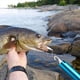 thumbnail image 2 of 2X Herramientas para Quitar Anzuelos, BáScula de Digital de Mano Kit Combinado de Pesca con Pinza para Peces Exprimible Accesorios Aparejos de Pescado, 2 of 10