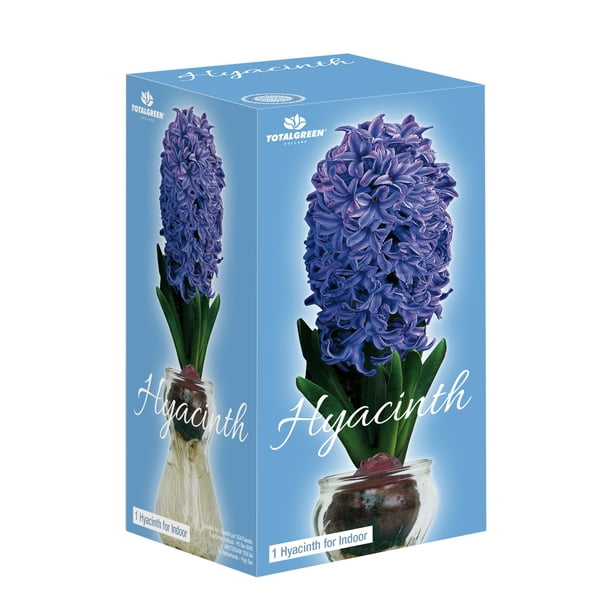Les jacinthes bleues sont-elles des plantes d'intérieur ou d'extérieur