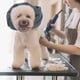 thumbnail image 5 of Banda para la cabeza para la redecilla, para el cuello de perro, elástico, lindo, para la redecilla del perro, de para perros, METRO Salvador  Cubierta de orejas de mascotas, 5 of 10