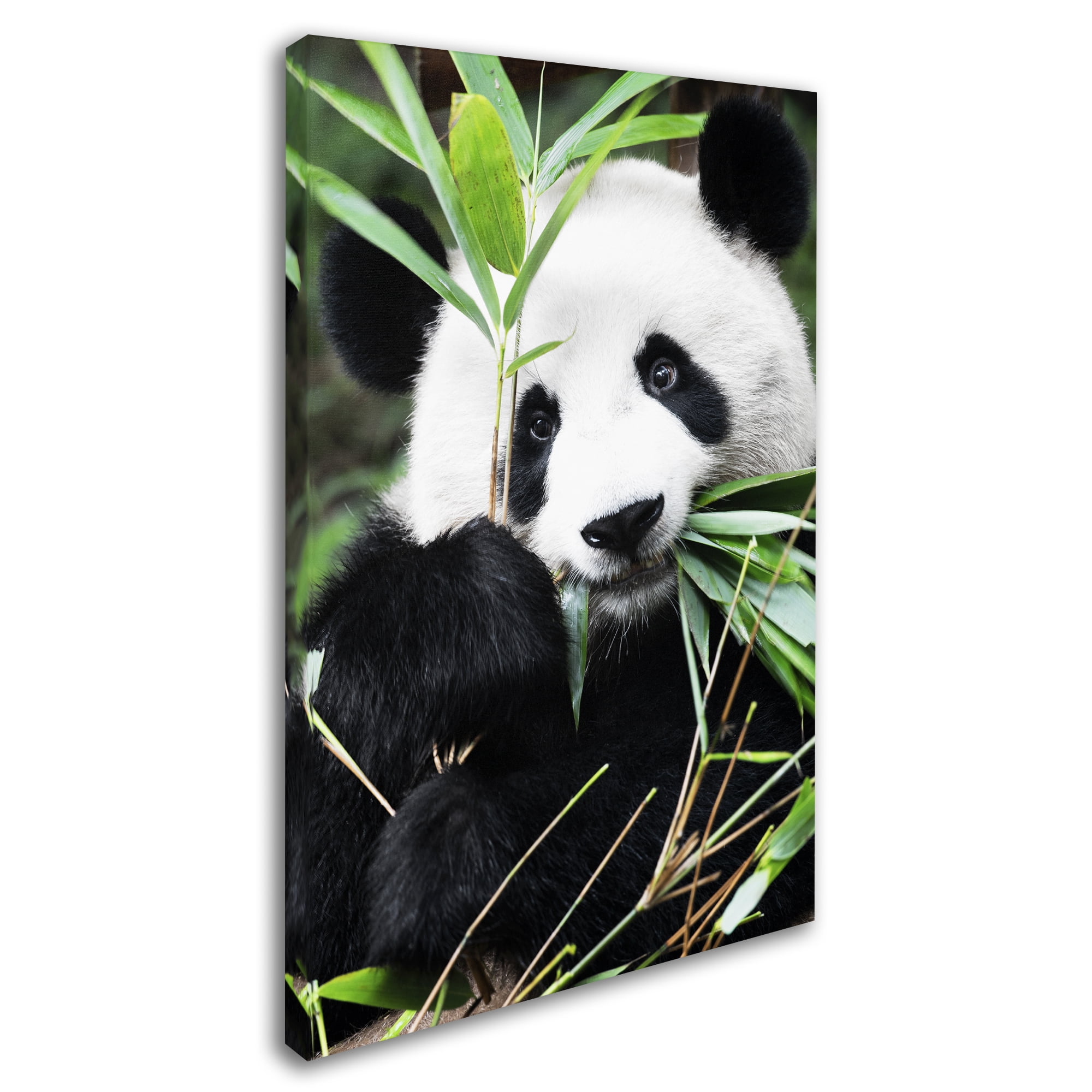 Trademark Fine Art "Giant Panda I" Canvas Art by Philippe Hugonnard