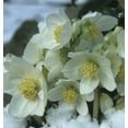 thumbnail image 3 of Gold Collection® Jacob - Stunning - Christmas Rose- Helleborus- Gallon Pot, 3 of 3