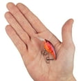 thumbnail image 2 of Berkley Money Badger, 4, Special Red Craw, 2 of 11