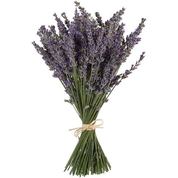 Tivkeber Natural Dried Lavender Bundles, 200+ Stems, 16"-18" Long, Decorative Flower Bouquet for Home Decor, Crafts, Gifts, Weddings
