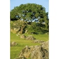 thumbnail image 2 of Bush, Marie 23x32 Black Ornate Wood Framed with Double Matting Museum Art Print Titled - USA, California California oak tree scenic, 2 of 4