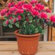 thumbnail image 3 of Real Sentir Flores Artificial Azalea Ramo Rosa Caliente 13.78In, Ornamentos Rojos Oscuros, Simulación Verde para Arreglo de Decoración Del Jardín Del Hogar, 3 of 6
