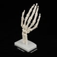 thumbnail image 3 of Medical Anatomical Life size Human Hand Joint Study Skeleton Model, 3 of 4