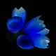 thumbnail image 3 of WORGEOUS Submarino Fallo de la planta Decoración Tanque de Peces Coral Ornamento Aquario Coral Artificial, 3 of 6
