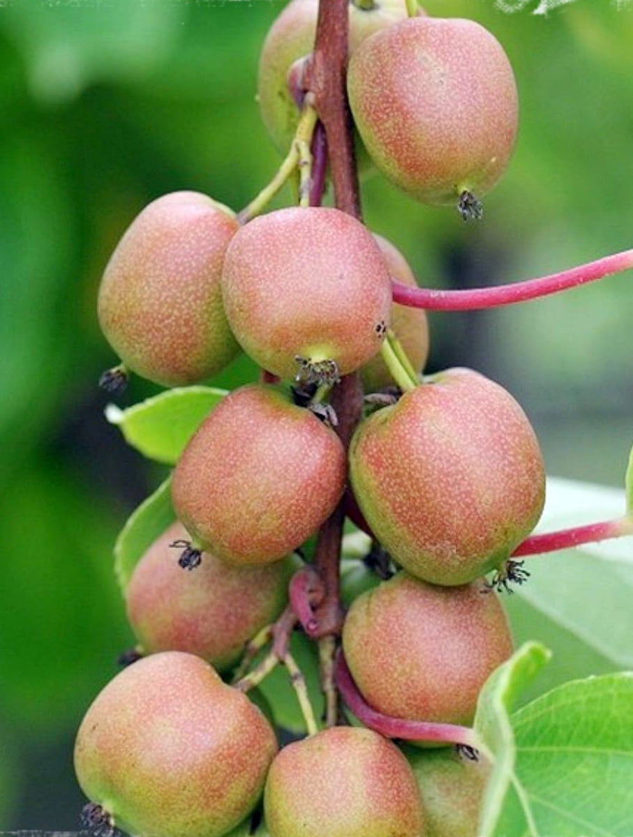 Geneva Female Kiwi Plant Hardy 2.5&quot; Pot