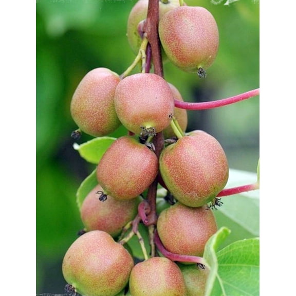 Geneva Female Kiwi Plant - Hardy - 2.5" Pot