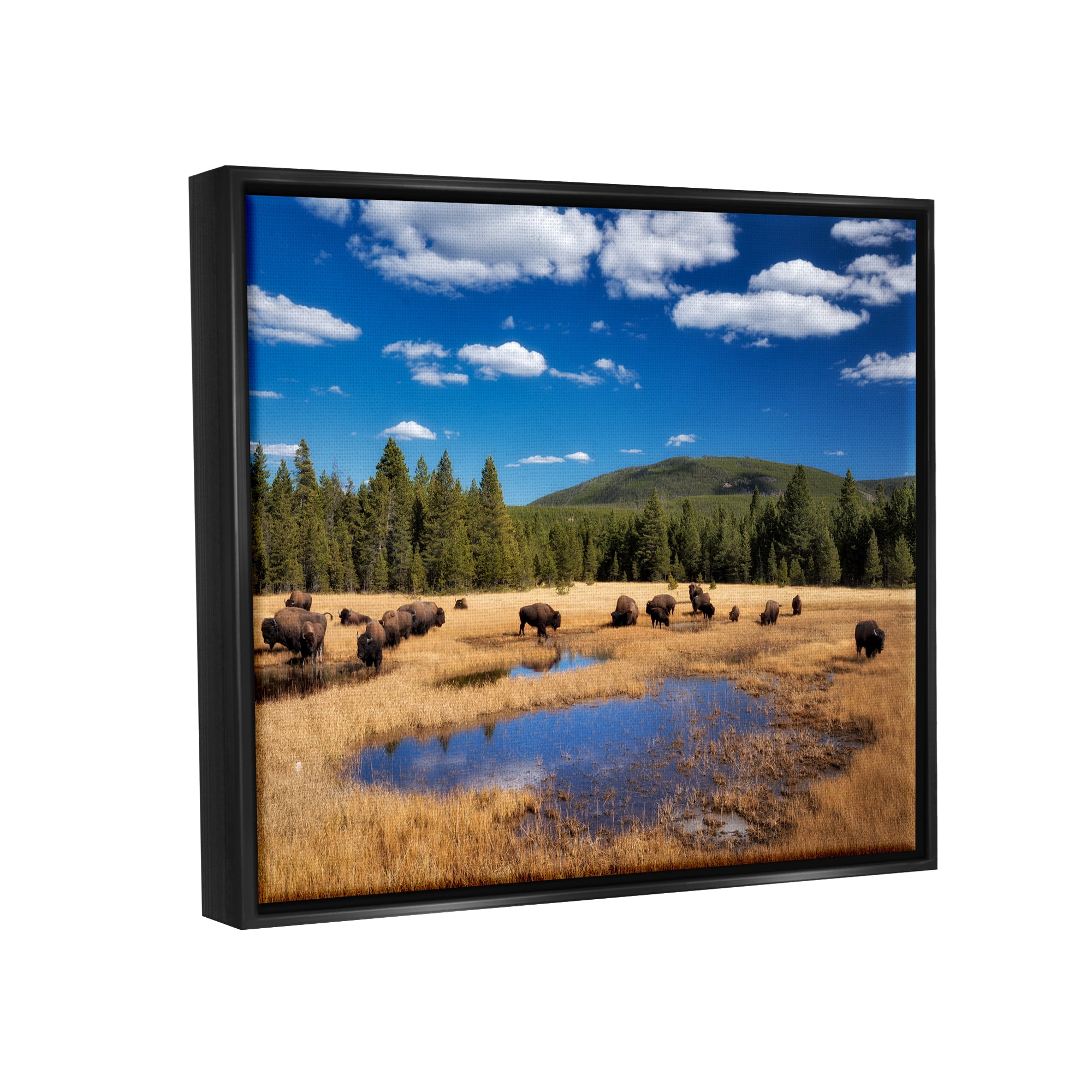 Stupell Industries Bison Grazing Clear Sky Pasture Landscape Photography Black Floater Framed Art Print Wall Art