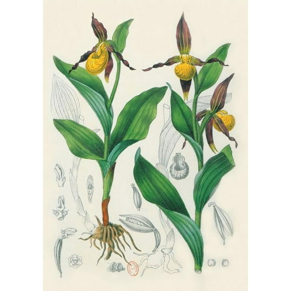 Bnf Botanique: Carnet Blanc, Orchidée Jaune, Dessin 19e Siècle (Paperback)