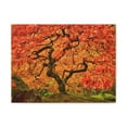 thumbnail image 2 of Japanese Maple Tree In Autumn Canvas Wall Art for Home Decor Ready-to-Hang, 2 of 13