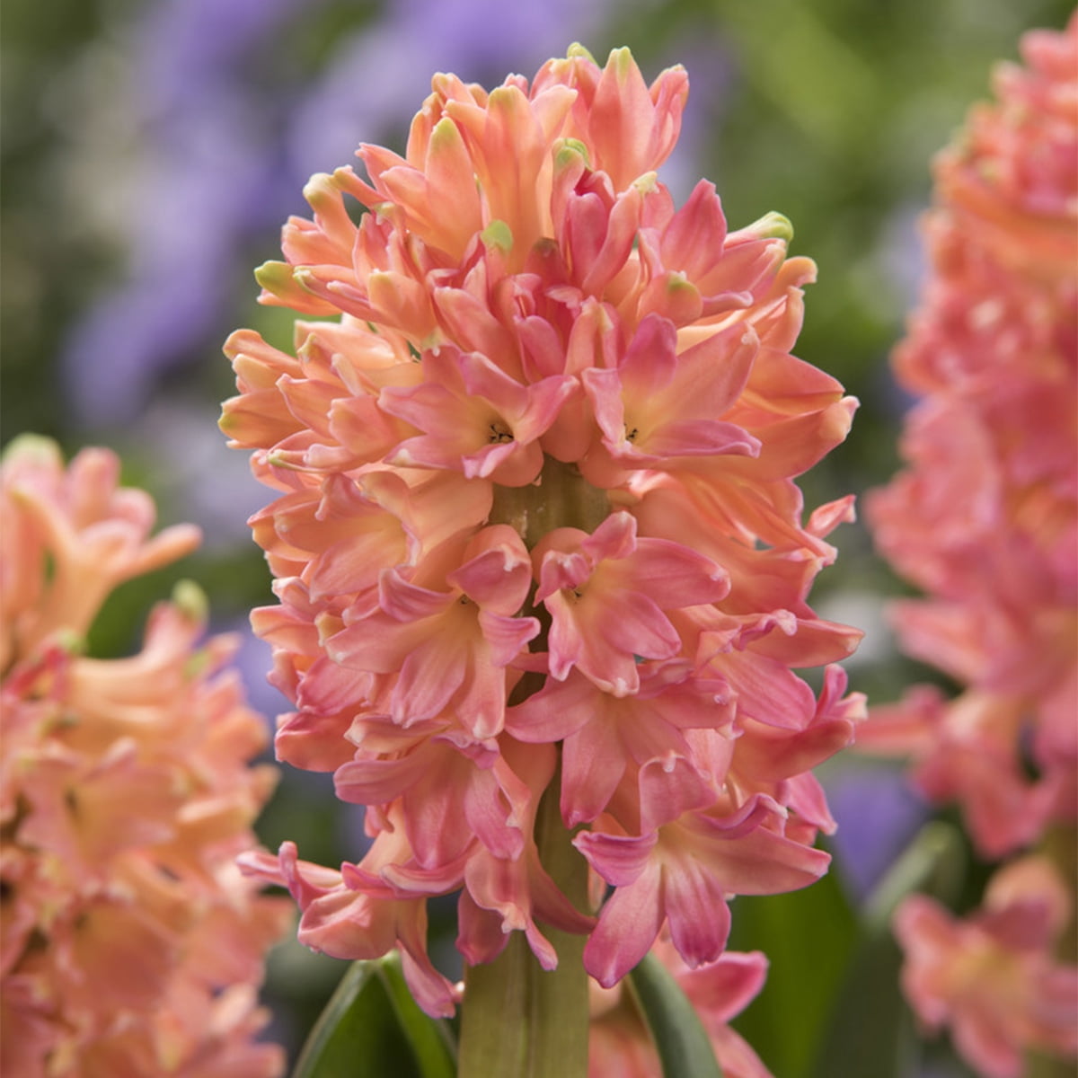 Van Zyverden Hyacinths Sweet Invitation Set of 10 Bulbs Pink Part Sun