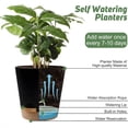 thumbnail image 5 of West Bay 6-Pack Self Watering Planters, Indoor Outdoor Large Flower Pot Plant Pots with Drainage Holes and Saucers, 8, 7, 6.5, 6, 5.5, 5 Inches, Black, 5 of 8