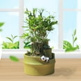 thumbnail image 4 of Maceta de bonsái novedosa, maceta de resina, maceta para flores, maceta Panda, 4 of 7