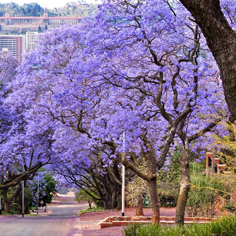 Brighter Blooms - Jacaranda Tree, 2-3 ft. - No Shipping To AK, AZ