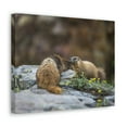 thumbnail image 2 of Funny Yellow Bellied Marmot Silly Yellow Bellied Marmot Scene Couple Wall Art Ready to Hang Unframed, 2 of 18