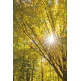 thumbnail image 2 of Majchrowicz, Alan 23x32 Black Ornate Wood Framed with Double Matting Museum Art Print Titled - Autumn Foliage Sunburst I, 2 of 4
