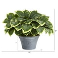 thumbnail image 2 of 23in. Variegated Hosta Artificial Plant in Gray Planter, 2 of 3