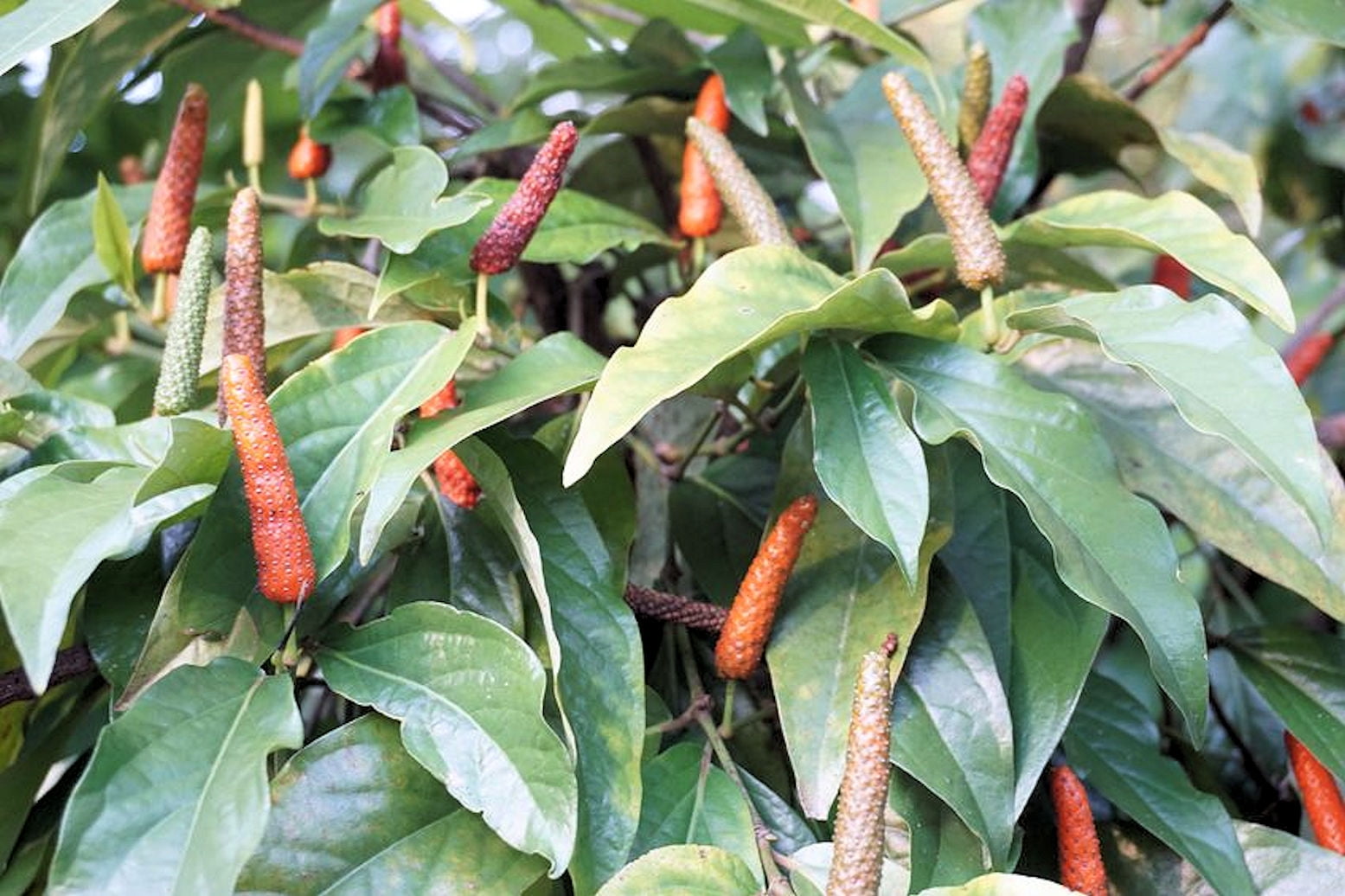 Indian long pepper plant