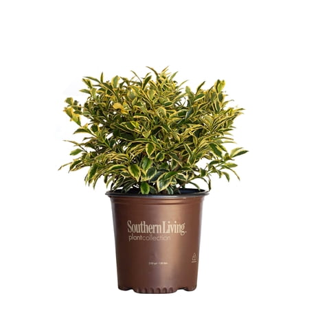 Southern Living Romeo Cleyera Live Shrub in 2-Gallon Grower Pot