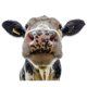 thumbnail image 1 of Cow Window Decor Wall Stickers - Wall Decorations Funny Animal Wall Decals, 1 of 5
