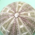 thumbnail image 4 of MasteelfCA 2pcs Natural Dried Sea Urchin Shells Conch Shells Creative Containers DIY Handmade Mini Planting Pots Desktop Ornament for Home Office Bedroom, 4 of 7