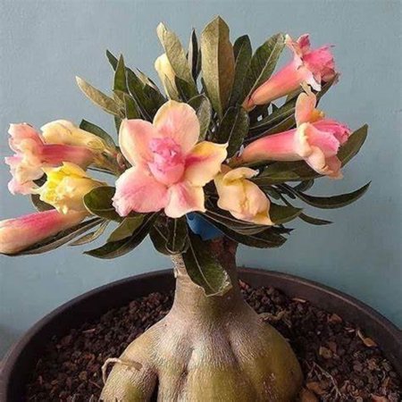 Desert Rose,Indoor or Outdoor(Desert Rose for Planting) Continuously, Drought Tolerant,Desert Rose For Sale