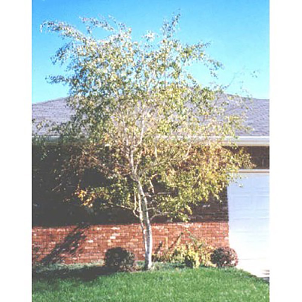 Whitespire Birch Tree Seeds Betula platyphylla, japonica 25 Seeds