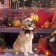 thumbnail image 5 of Pet Collar Elastic Pumpkin Pet Collar Halloween Decor Costume Accessory For Dogs Cats, 5 of 5