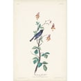 thumbnail image 2 of Audubon, John James 13x18 Black Ornate Wood Framed with Double Matting Museum Art Print Titled - Pl. 155 Black-throated Blue Warbler, 2 of 4