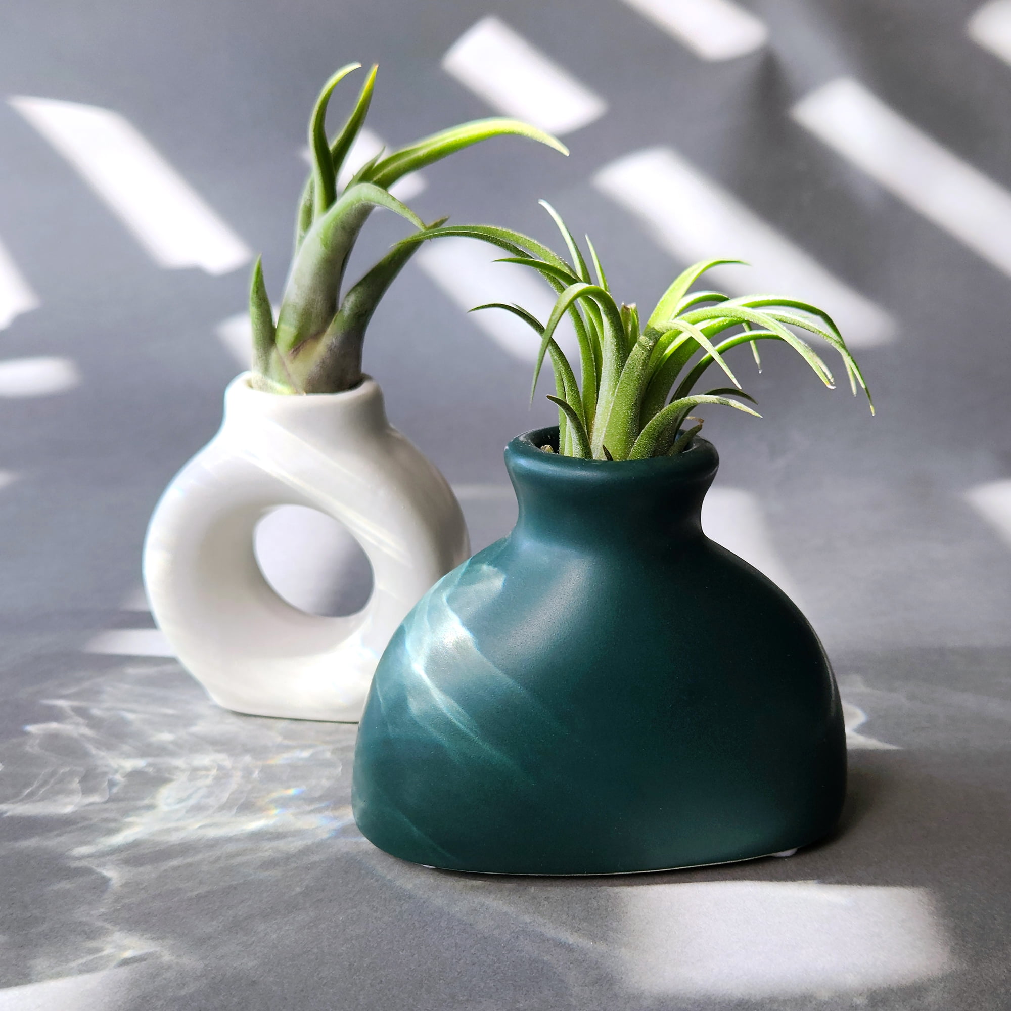 Altman Plants Air Plant Gift (2-pack) White & Green Pots, Easy Pet-Safe House Plant Décor