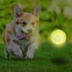 thumbnail image 2 of Lanzador de pelotas de tenis para perros Dog Toy Nerf con bola brillante de 2.5 pulgadas, 2 of 4