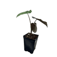 thumbnail image 3 of Black Magic Elephant Ear Plant- 2.5" Pot - Colocasia Esculenta, 3 of 4