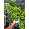 thumbnail image 2 of Yellow Flowering Fragrant Tea Olive ( osmanthus ) - Live Plant ( 1 QT ), 2 of 6