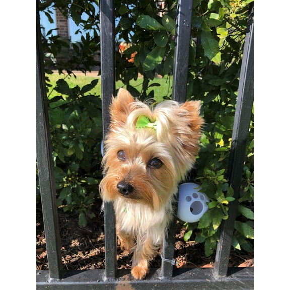 FenceMate Dog Harness - No Escape Through Fence Dog Collar, Fits Girth Size 8"-12", Keeps Pet from Escaping, Dog Bumper, Pet Supplies, XS
