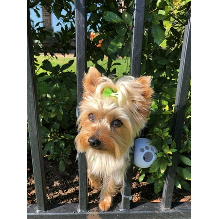 FenceMate Dog Harness - No Escape Through Fence Dog Collar, Fits Girth Size 8"-12", Keeps Pet from Escaping, Dog Bumper, Pet Supplies, XS