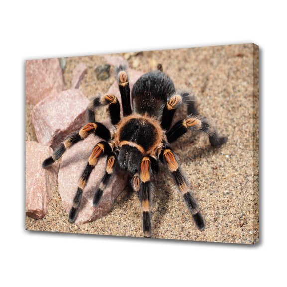 Mexican Red Knee Tarantula Spider Canvas Poster Bedroom Decor Sports Landscape Office Room Decor Gift,Frame-style,12x18inch(30x45cm)