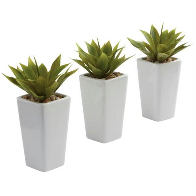 Mini Agave avec Jardinière - Ensemble de 3 Blanc