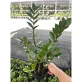 thumbnail image 2 of ZZ Plant, Zamioculcas zamiifolia 6" Pot, Very Large Healthy aroid Palm, Eternity Plant, 2 of 5