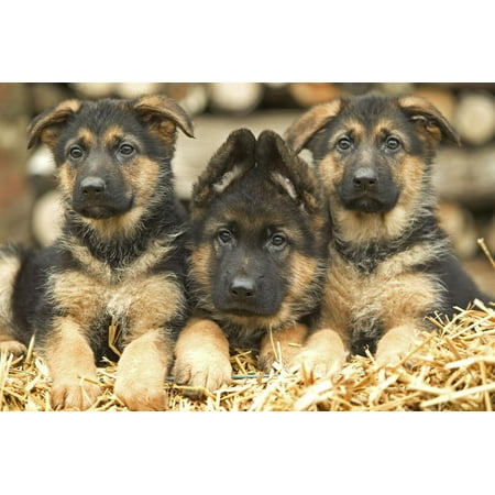 German Shepherd Afghan - German Shepherd Three Puppies Print Wall Art