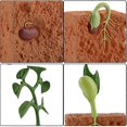 thumbnail image 3 of Simulation Life Cycle Of A Green Bean Plant Growth Cycle Model Action Figures Collection Science Educational Toys For Children, 3 of 4