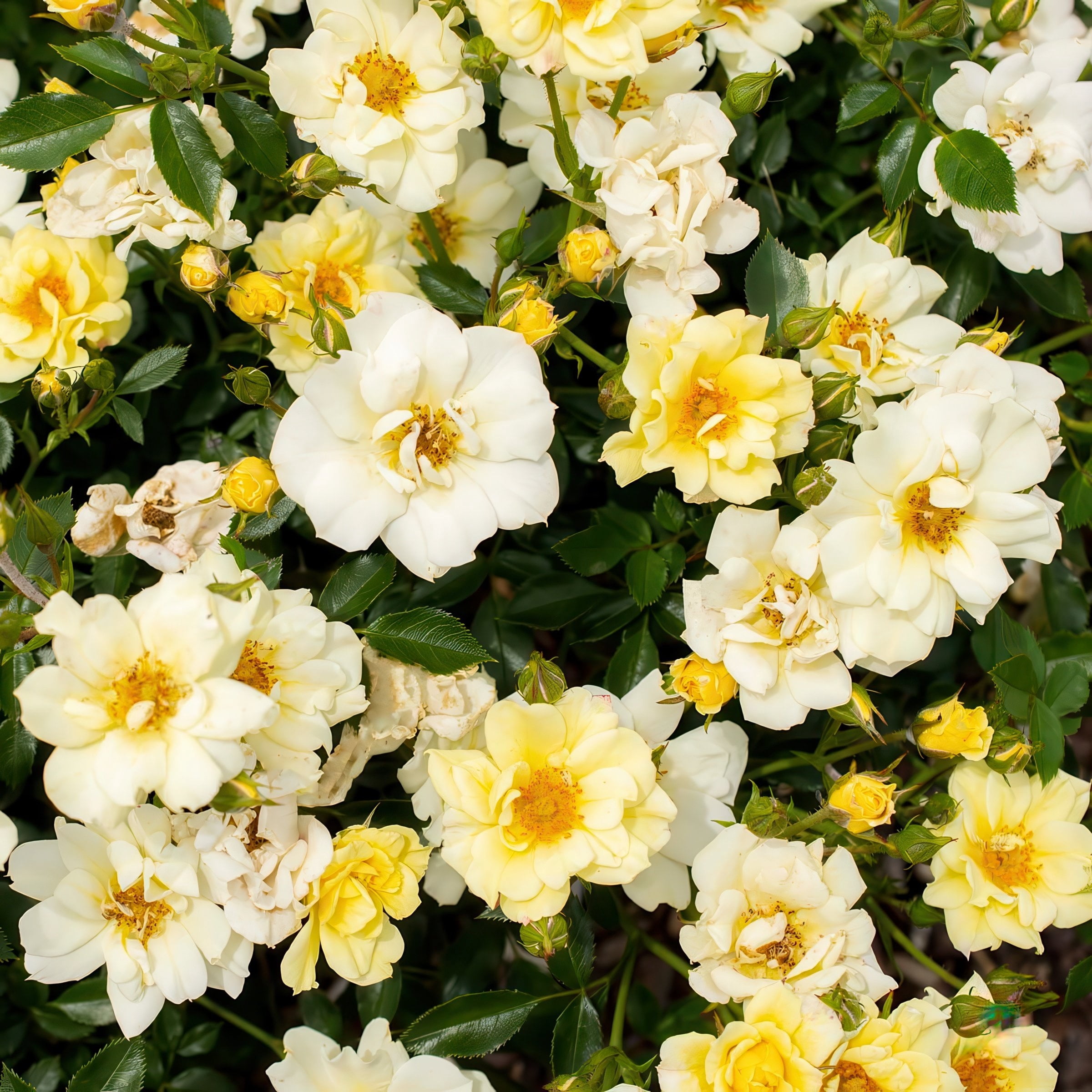 National Plant Network 3 gal. Drift Rose Lemon