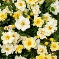thumbnail image 6 of National Plant Network 3 gal. Drift Rose Lemon, 6 of 10