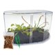 thumbnail image 1 of Set de plantas carnívoras Nature Gift Store Venus atrapamoscas y drosera, 1 of 7