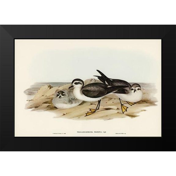 Gould, John 14x11 Black Modern Framed Museum Art Print Titled - White-faced Storm Petrel-Thalassidroma marina