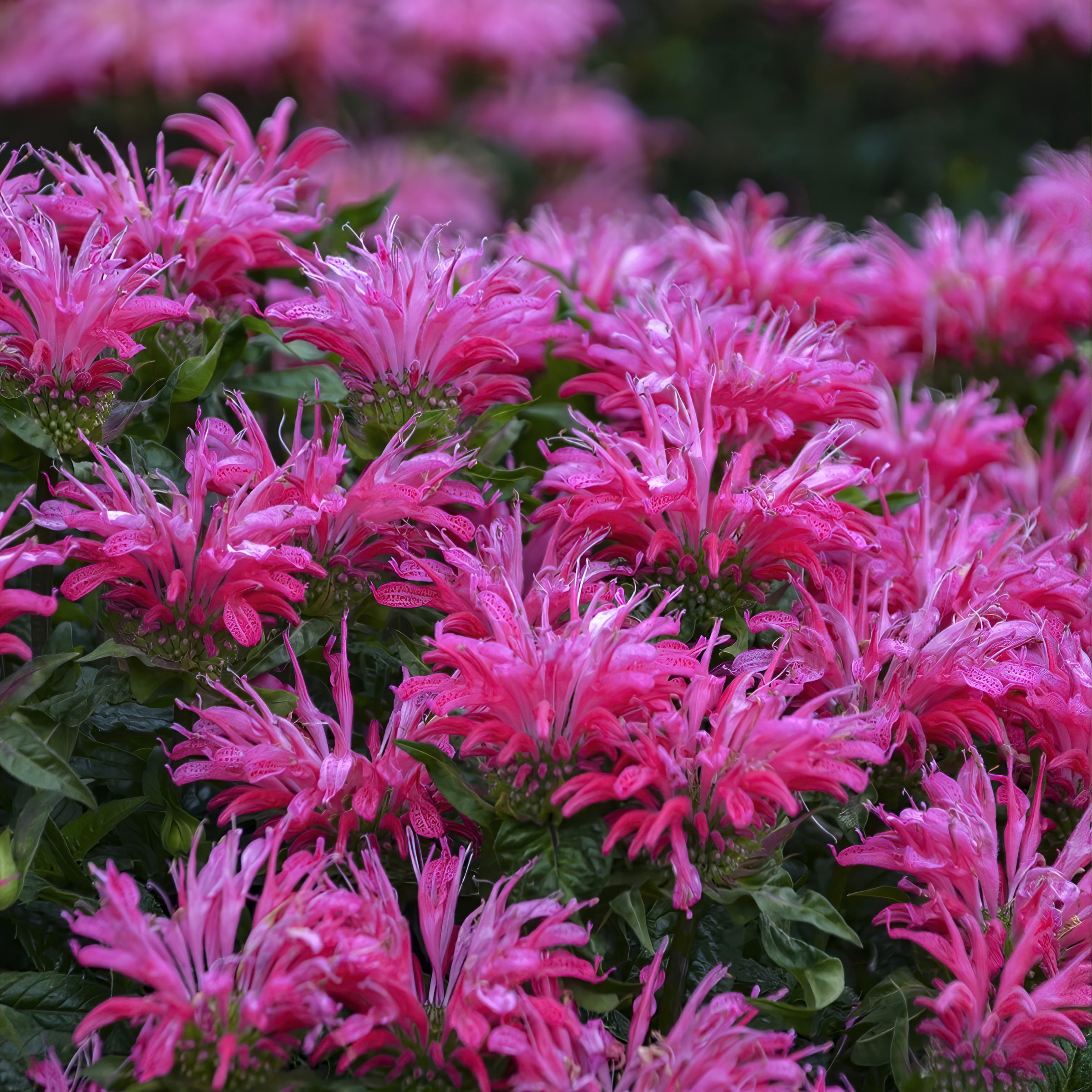 National Plant Network 3.25 in. Monarda Electric Pink Bee Balm Plant (3-Pack)