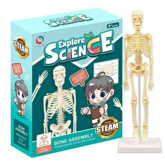 Human Torso Body Model Anatomy Anatomical Medical Internal Organs for Teaching Detachable Educational Medical Science Model New