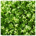 thumbnail image 2 of Everwilde Farms - 1 lb Curled Cress Herb Seeds - Gold Vault Bulk Seed Packet, 2 of 2