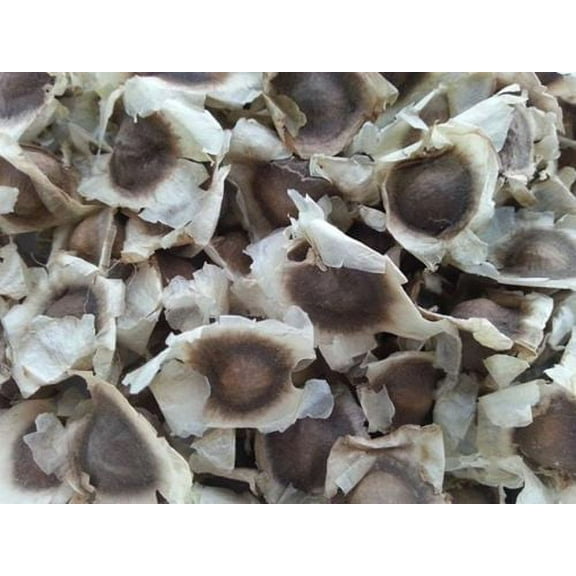 Moringa Seeds 300 Count - 95% Germination Rate - Pkm1 Variety